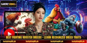 Best Fighting Rooster Breeds – Learn Recognized Breed Traits