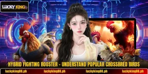 Hybrid Fighting Rooster – Understand Popular Crossbred Birds