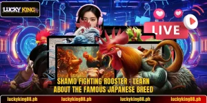 Shamo Fighting Rooster – Learn About The Famous Japanese Breed