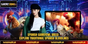 Spanish Gamefowl Breed – Explore Traditional Spanish Bloodlines