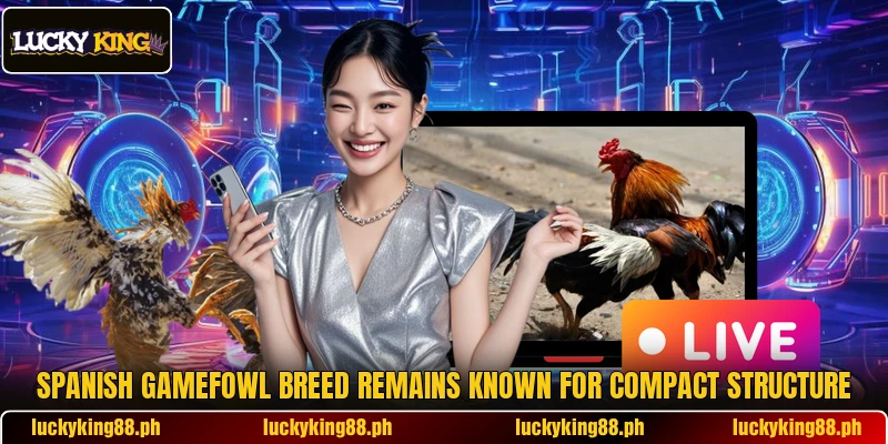 Spanish gamefowl breed remains known for compact structure